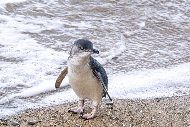 Australian Little Penguin