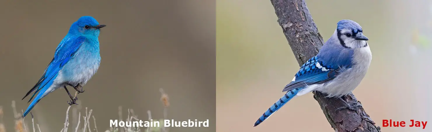 Bluebird vs Blue Jay Differences