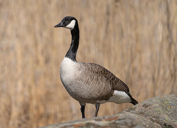 Canada goose