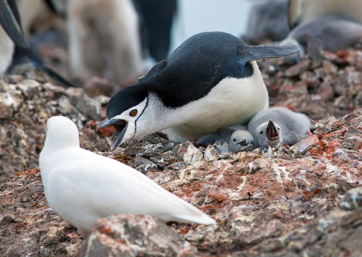 Chinstrap Penguin in Antarctica