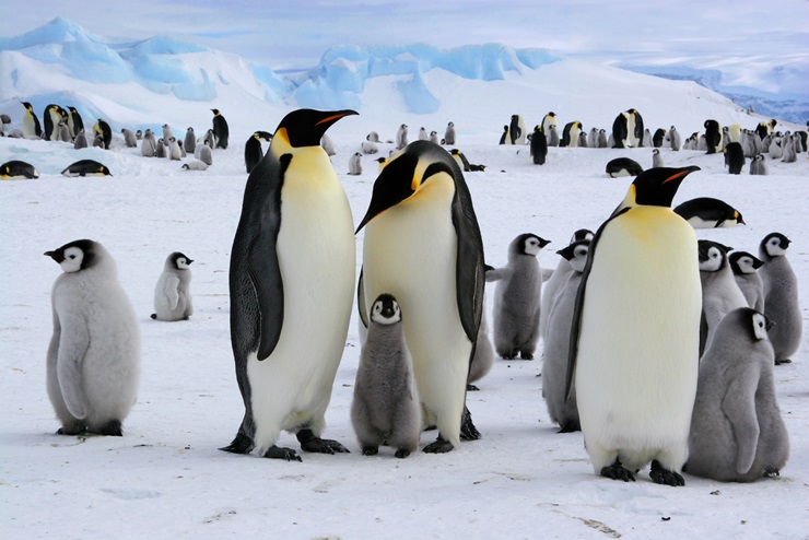 Emperor penguins in Antarctica