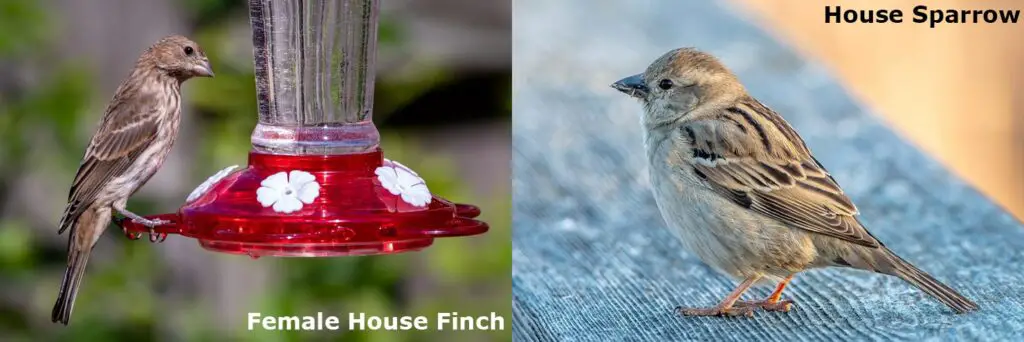 Female House Finch vs House Sparrow