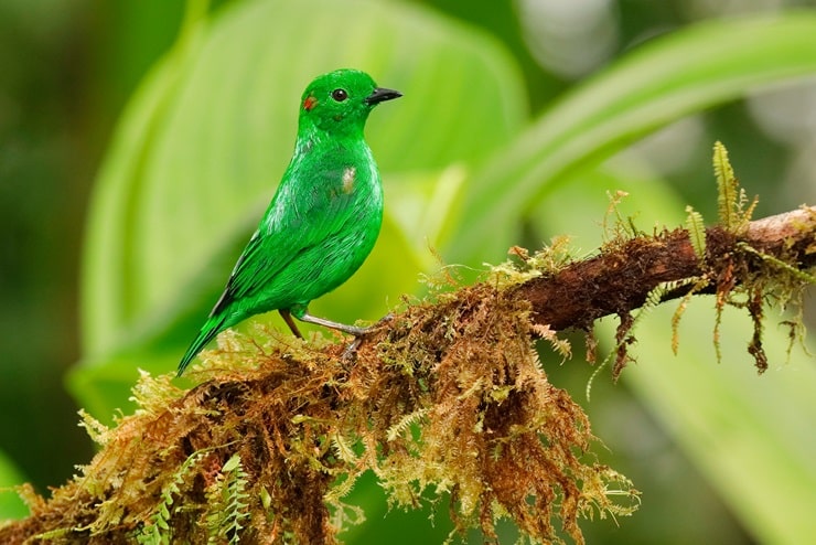 Glistening Green Tanager