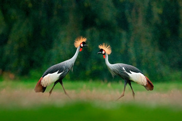 Gray Crowned Crane