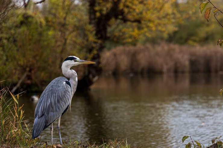 Great Blue Heron