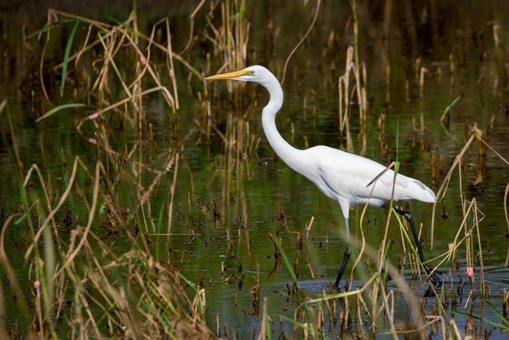 9 Fabulous Long Necked Birds (id With Pictures)