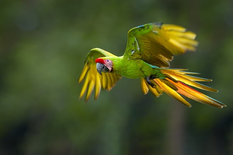 Great Green Macaw