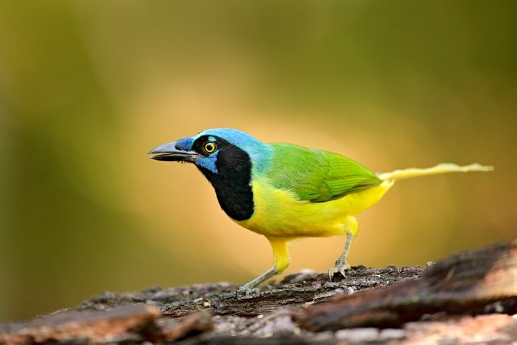 Green Jay