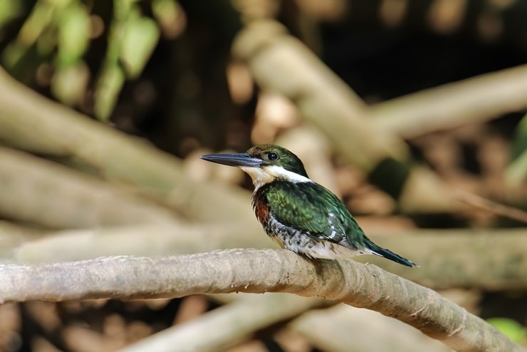 Green Kingfisher