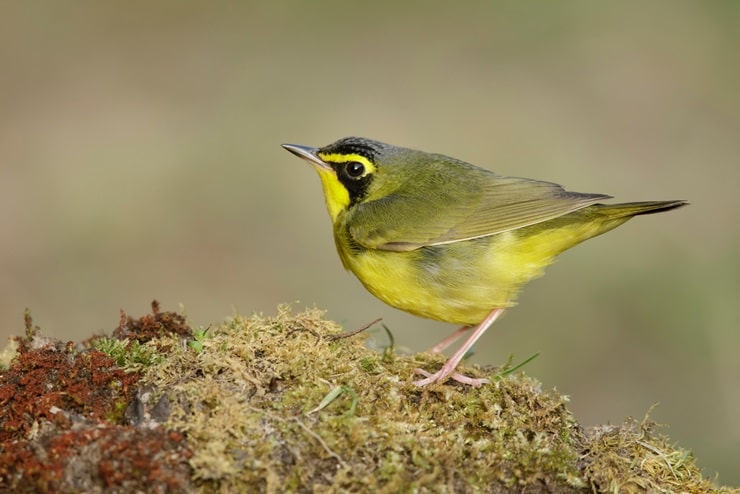 Kentucky Warbler