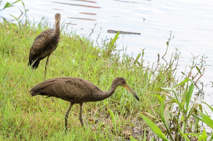 Limpkin