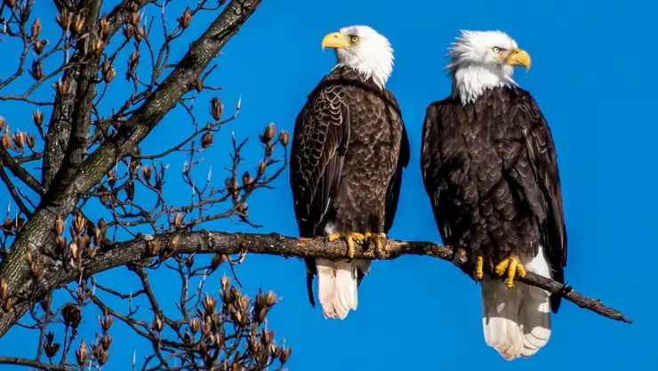 Male vs Female Bald Eagle