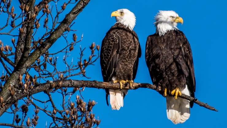 Male Vs Female Bald Eagle Difference Comparison Guide 3531