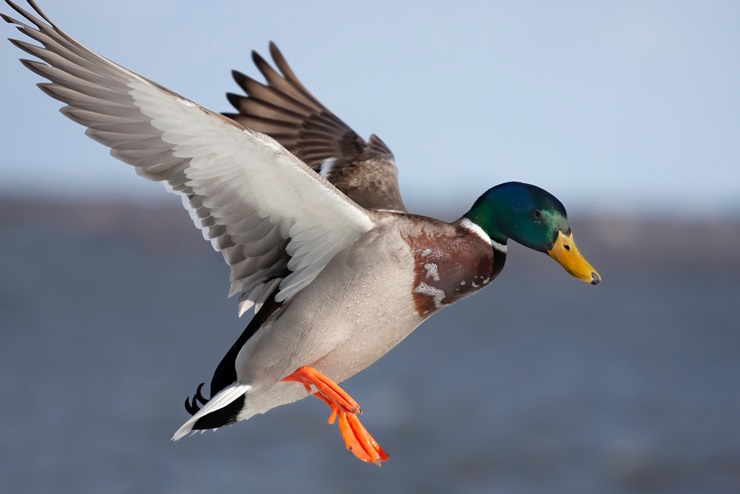 Mallard Duck