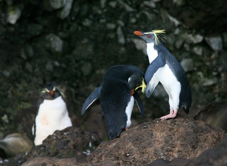 Northern Rockhopper Penguins