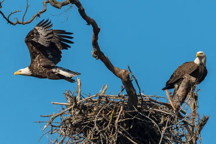Male and Female Bald Eagle Difference