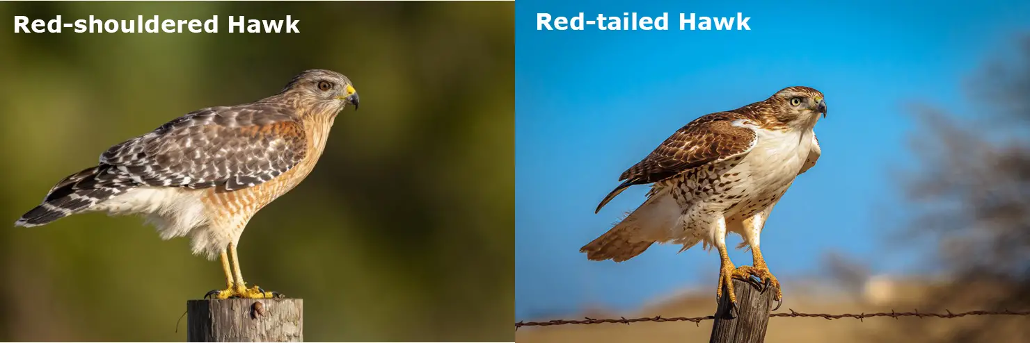 Red-Shouldered Hawk vs Red-Tailed Hawk