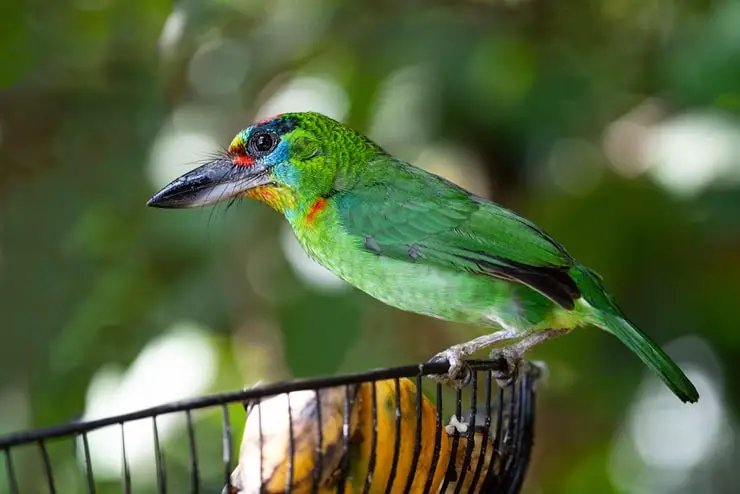 Red-Throated Barbet