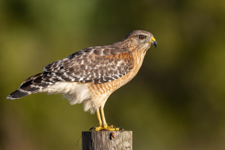 Red-shouldered hawk 