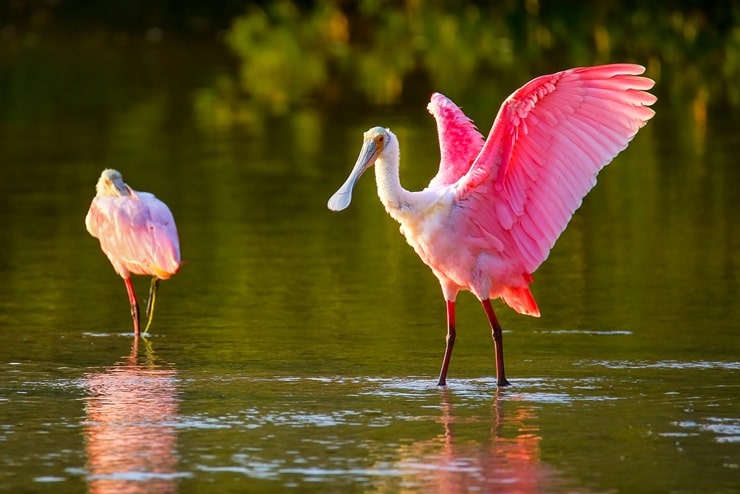 Roseate Spoonbill