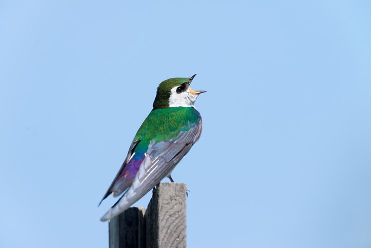 Violet Green Swallow