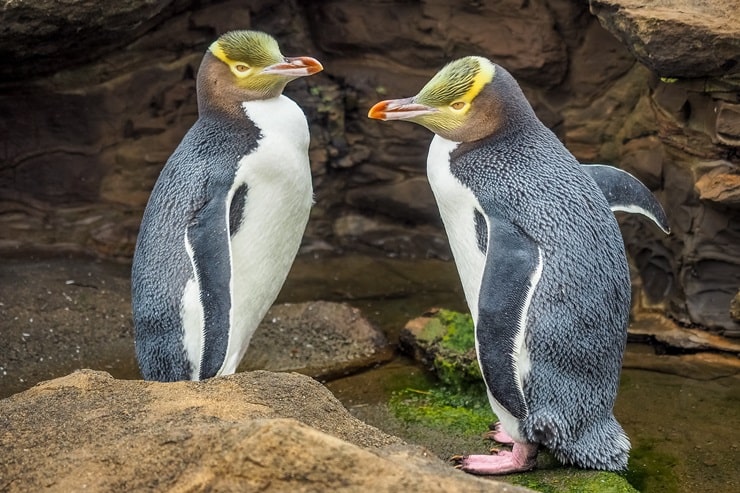 Yellow Eyed Penguins