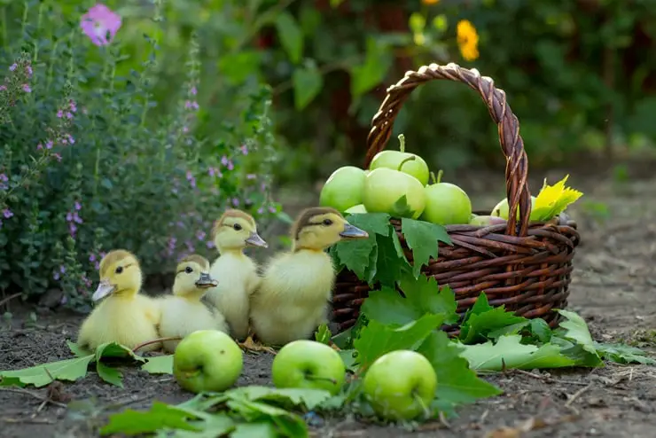 can ducks eat apples