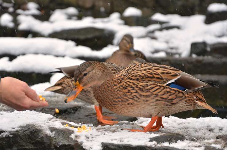 can ducks eat corn