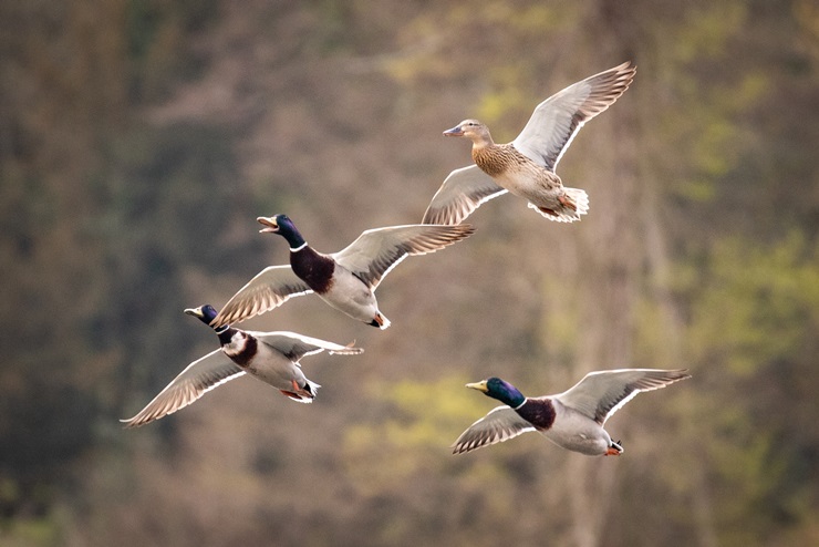 can ducks eat grapes