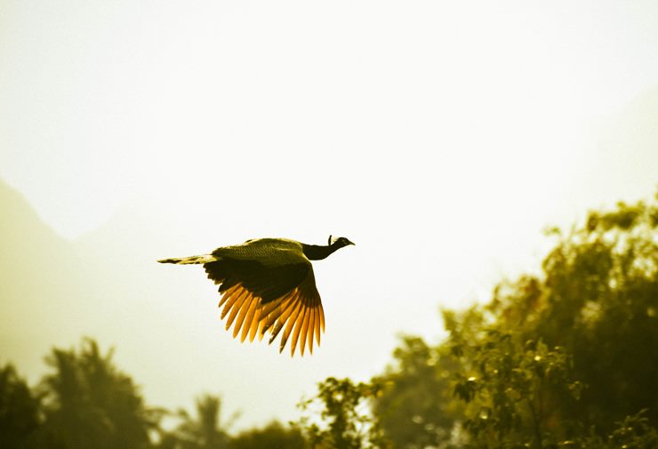 can peacocks fly