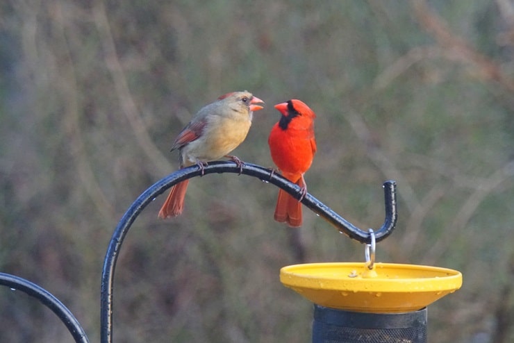 do cardinals mate for life