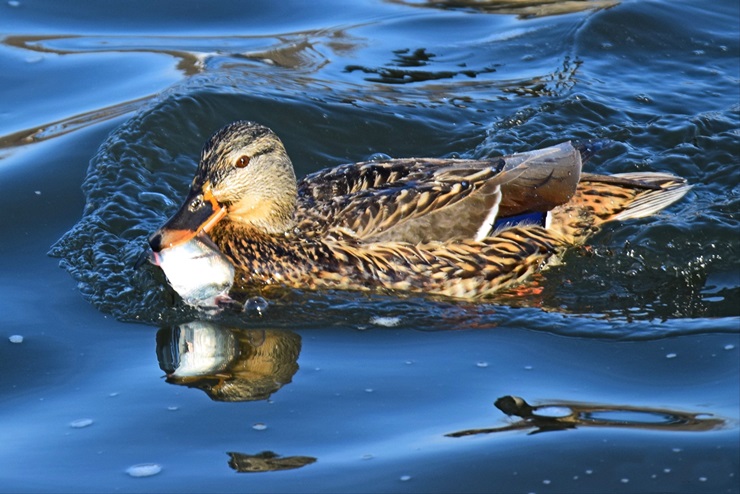 do ducks eat pond fish