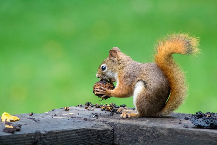 do owls eat squirrels