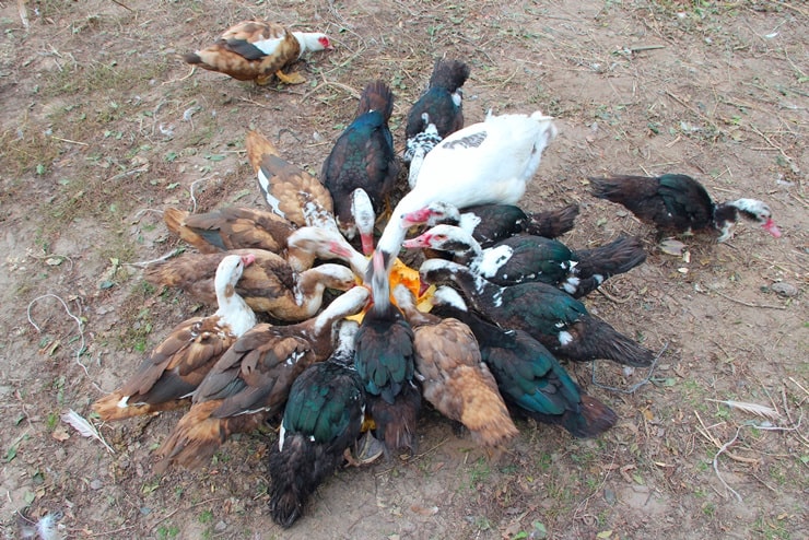 can-ducks-eat-pumpkin-also-pumpkin-seed-and-skin