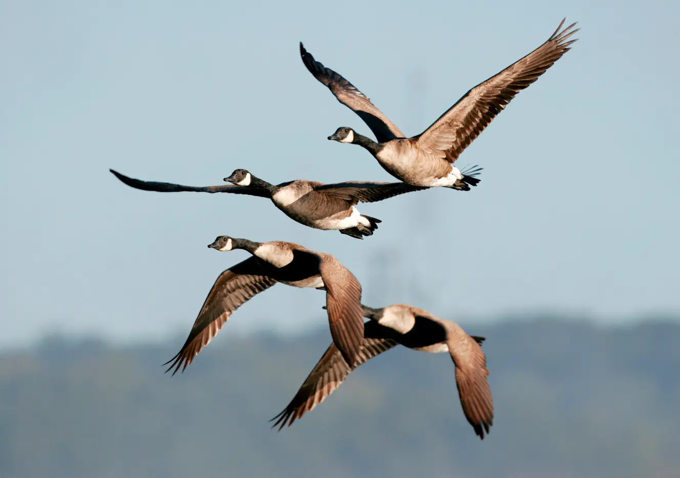What is a Group of Geese Called? (All Collective Nouns)