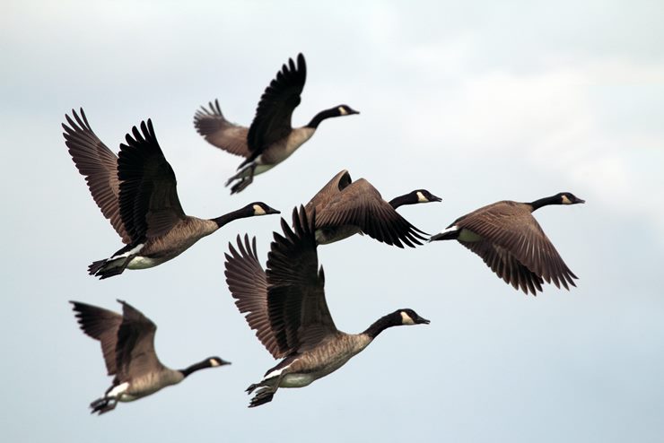 a group of geese