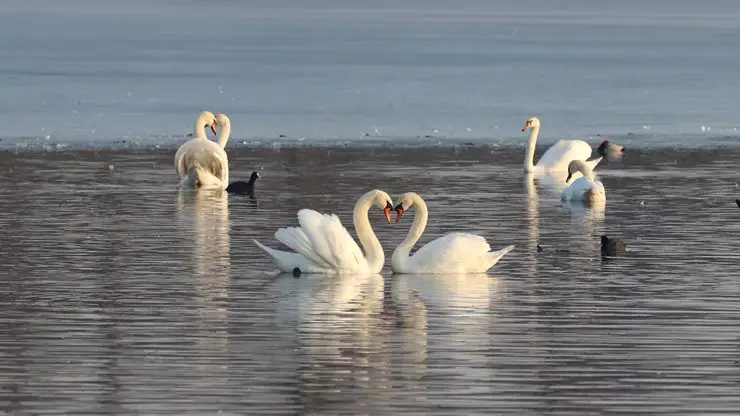 what is a group of swans called