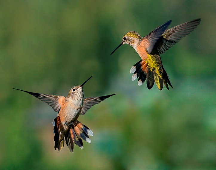 how long do hummingbirds live