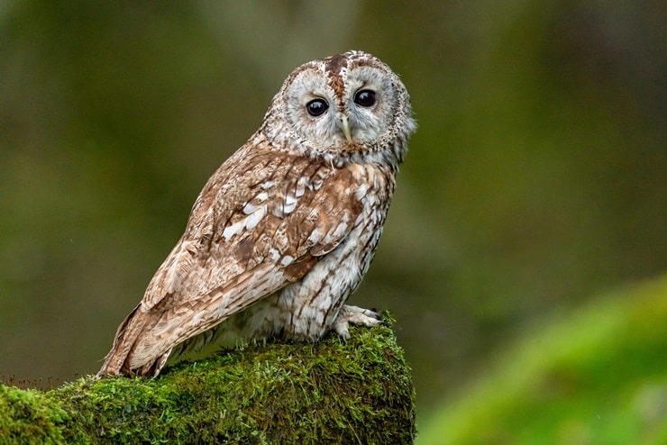 tawny owl