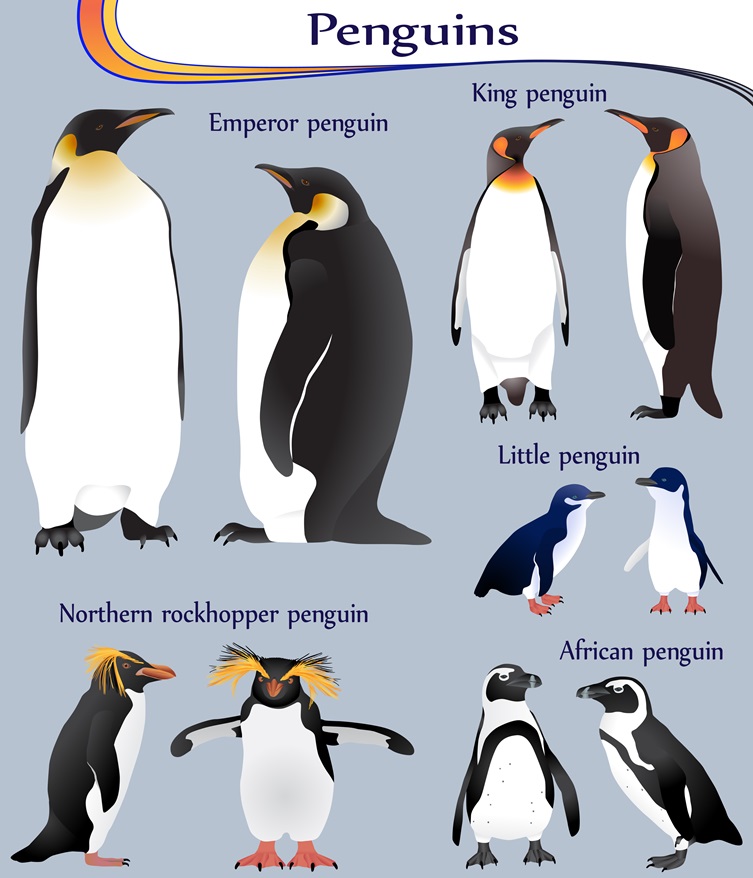 Types of Penguins