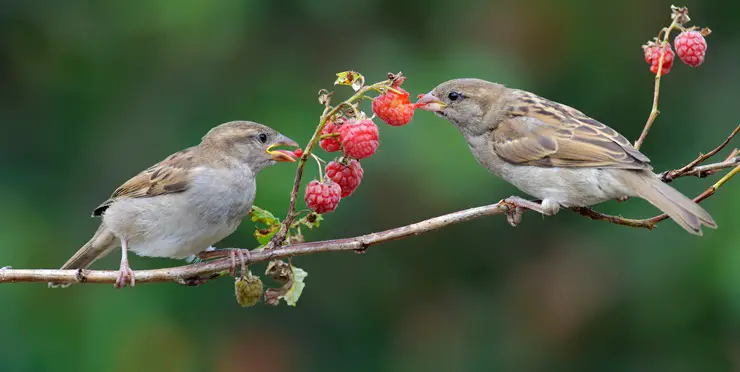 what do sparrows eat