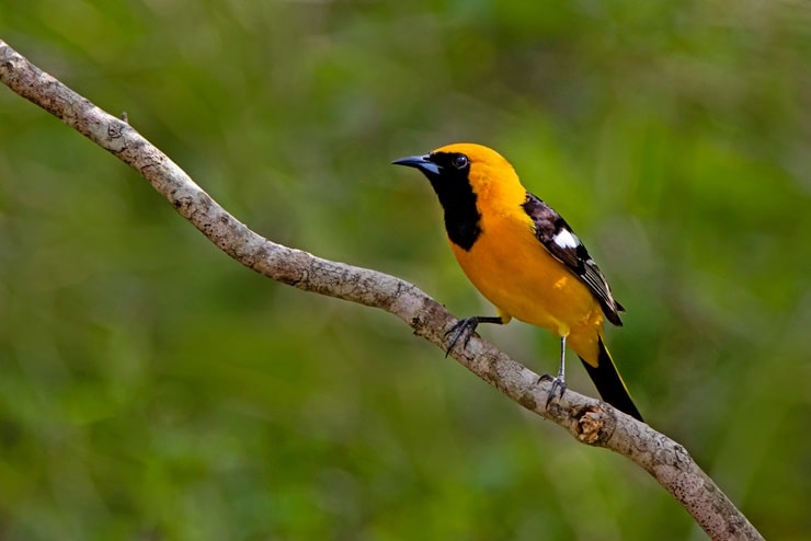 Altamira Oriole