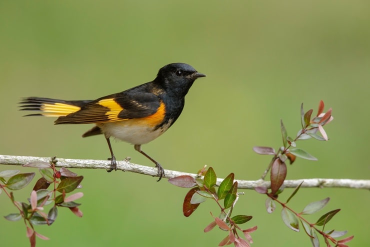 American Redstart