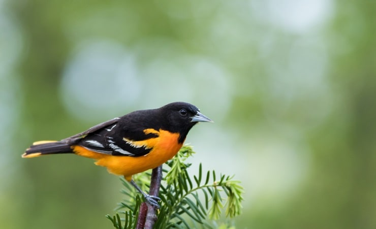 Baltimore Oriole