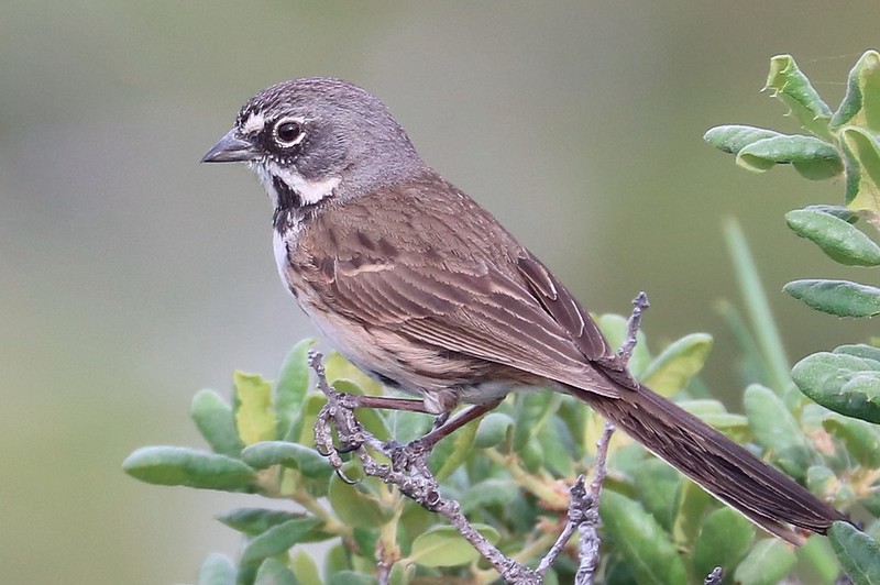 Bell's Sparrow