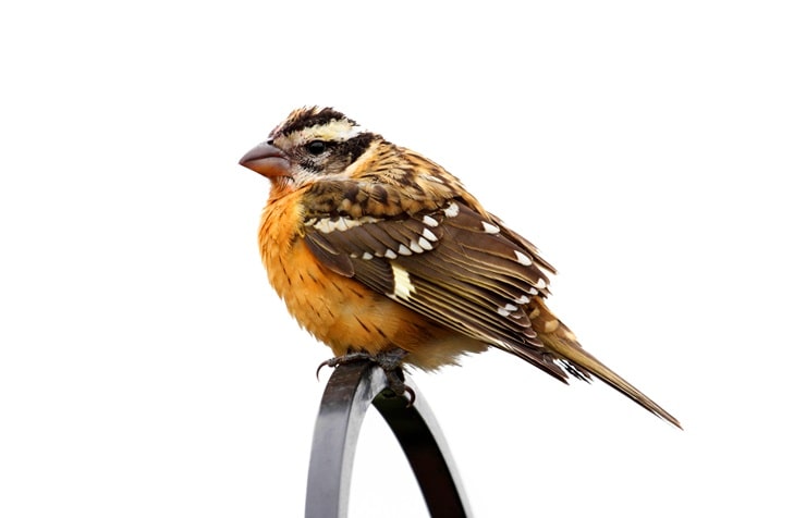 Black-Headed Grosbeak