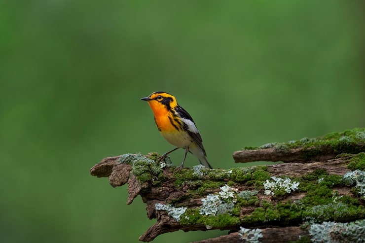 Blackburnian Warbler