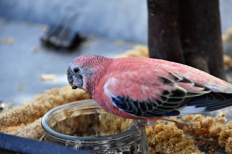 Bourke's Parakeet