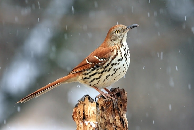 Brown Thrasher