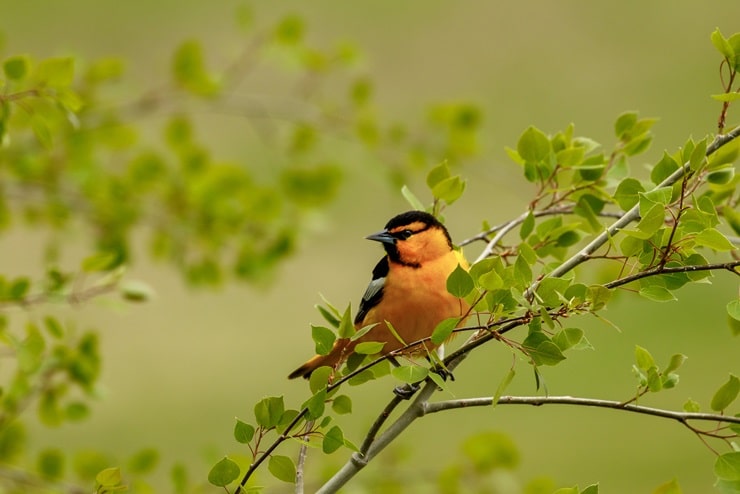 Bullock's Oriole